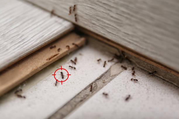 Best Spider Control Near Me  in Glasgow, MO