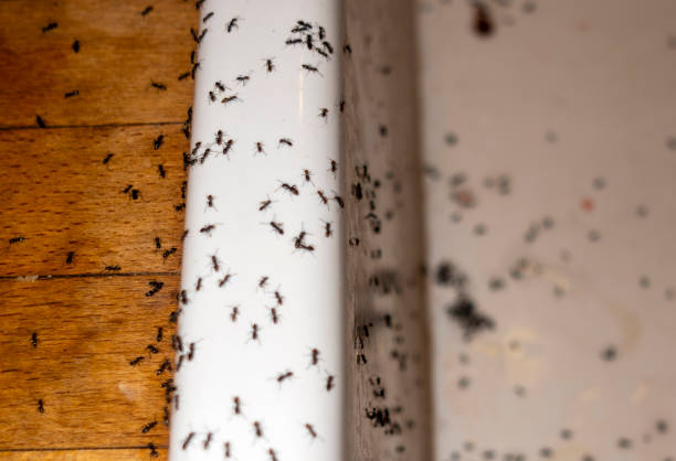 Best Pest Removal Services  in Glasgow, MO