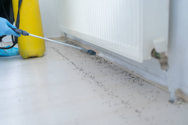 Best Local Pest Control Services  in Glasgow, MO